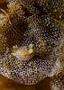 Nudi on a net